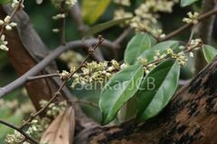 Elaeagnus latifolia